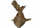 Triceratops Caudal Vertebra On Stand - North Dakota #77962-2